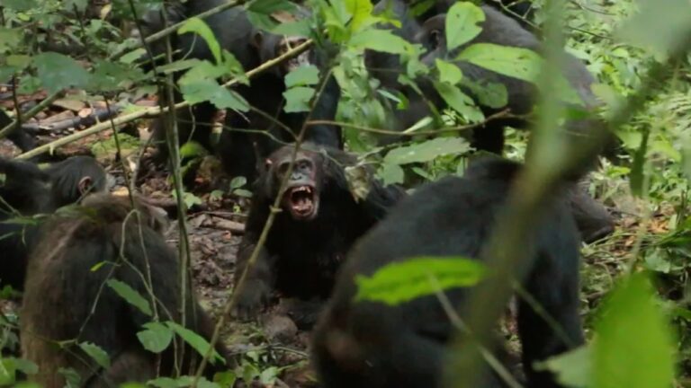 Chimpanzés travam ‘guerra civil’ mortal em Uganda, descreve estudo