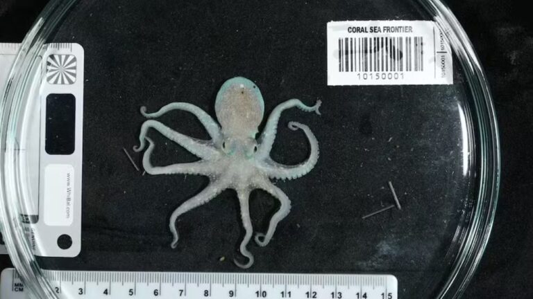 Expedição revela 117 espécies marinhas até então desconhecidas no Pacífico