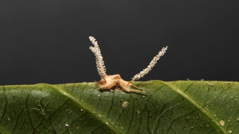 Nova espécie de ‘fungo zumbi’ parasita de aranhas é descoberta em MG