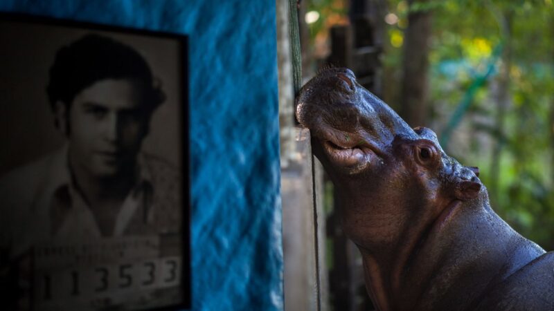 Montagem com fotografia de quadro de Pablo e um dos hipopótamos de Escobar