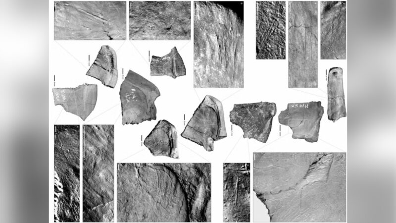 Neandertais caçavam tartarugas para usar cascos como ferramentas, diz estudo