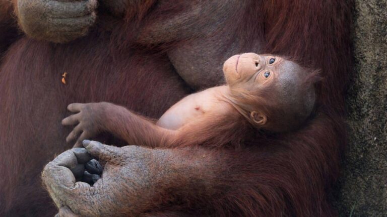Filhote de orangotango ameaçado de extinção nasce em zoológico de Madri