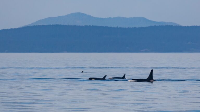 Rara aparição de orcas do Alasca em Seattle intriga a ciência
