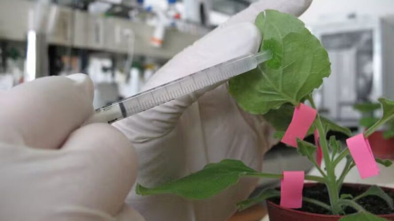 planta psicodélicos