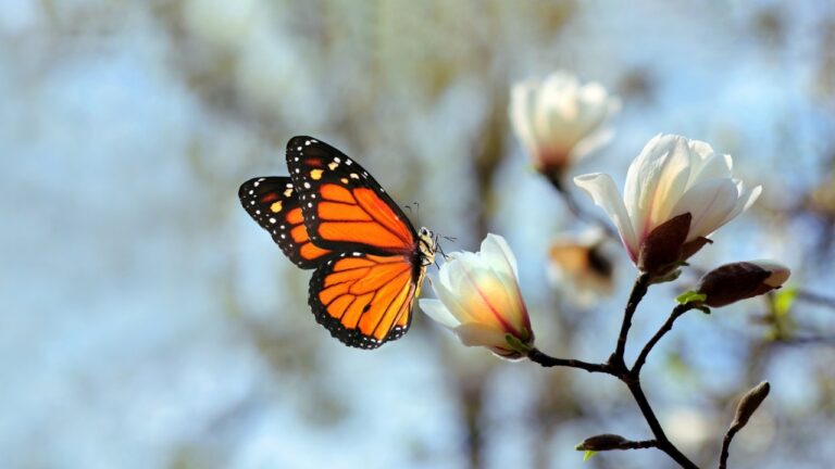 Borboletas e mariposas compartilham genes há milhões de anos