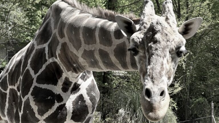 Girafa de 20 anos, Jalil, falece no Zoológico de Birmingham