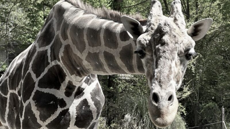 Girafa de 20 anos, Jalil, falece no Zoológico de Birmingham