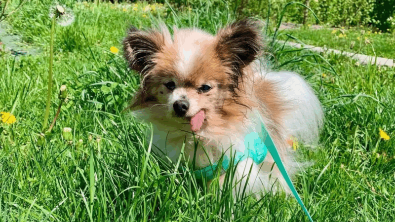 Um dos mais velhos cães do mundo morre aos 30 anos