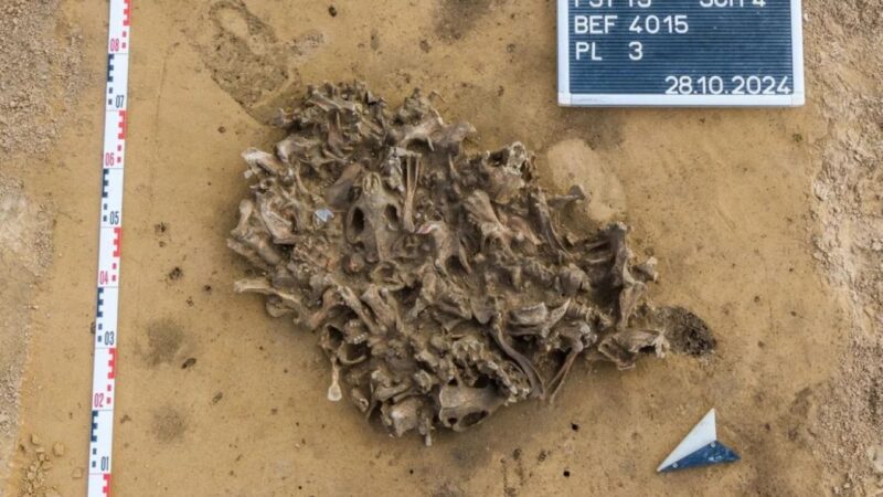 Arqueólogos encontram ossos de castor de 7 mil anos na Alemanha