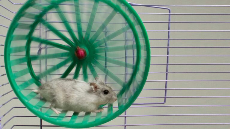 Como um jovem usou seu hamster de estimação para carregar seu smartphone