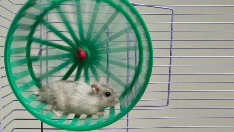 Como um jovem usou seu hamster de estimação para carregar seu smartphone