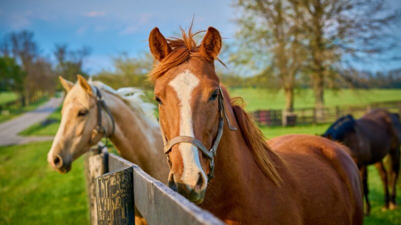 Domesticação de cavalos teria começado muito antes do que imaginávamos, aponta estudo