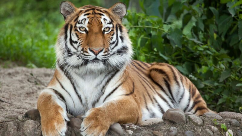 Tigre escapa de recinto e mata homem de 73 anos na Alemanha