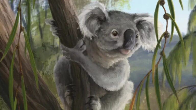 Fóssil de coala com covinhas revela espécie extinta que viveu há 28 mil anos na Austrália
