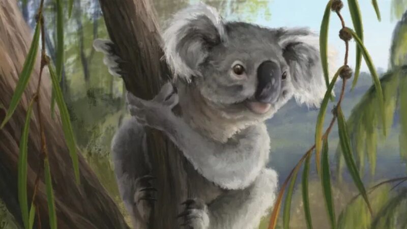 Fóssil de coala com covinhas revela espécie extinta que viveu há 28 mil anos na Austrália