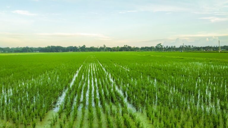 Como o aquecimento global pode impactar a produção de arroz, segundo estudo
