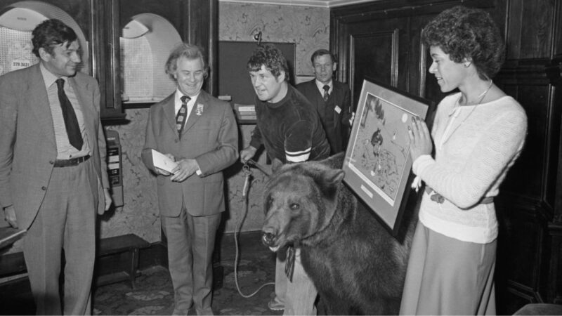 Hércules, o urso criado por casal na Escócia e que ganhou fama nos anos 1980