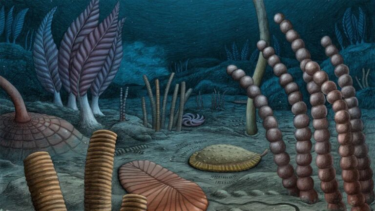 Animais complexos evoluíram bem antes do que se pensava, aponta estudo