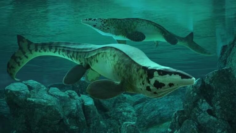 Réptil aquático que viveu há 80 milhões de anos é descoberto — e recebe nome de T.rex