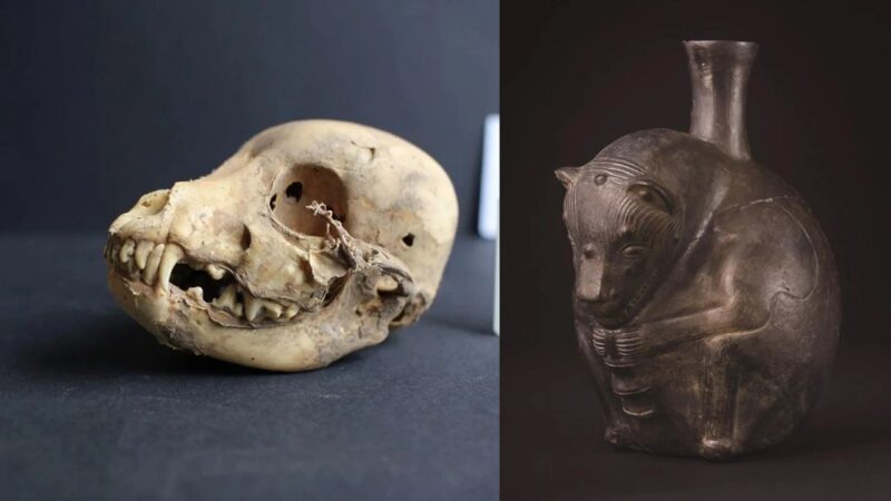 Há 1.200 anos, cães peruanos sem pelos foram enterrados juntos à elite Wari