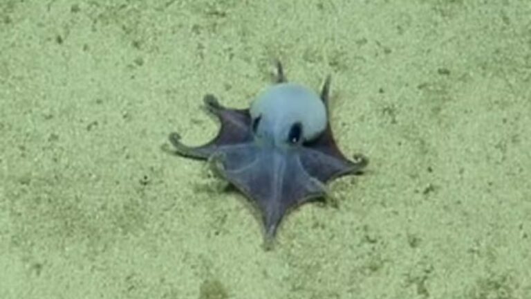 Polvo azul é descoberto vivendo nas profundezas do Oceano Pacífico