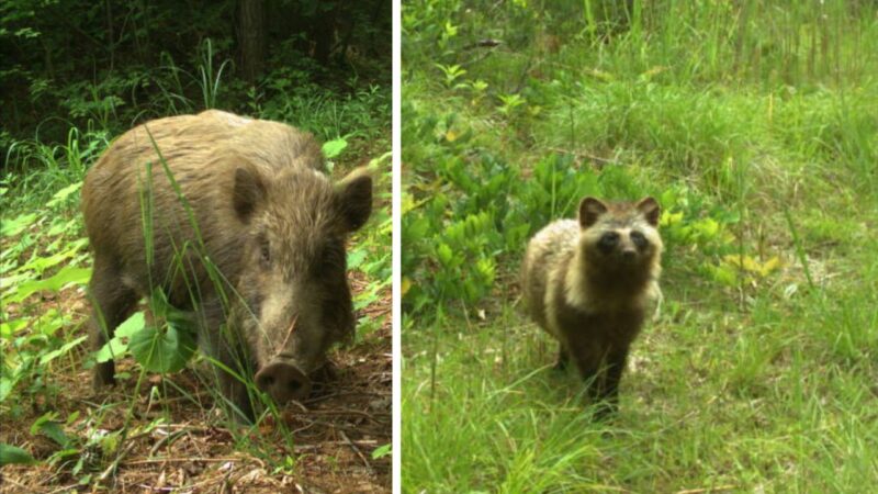 Animais de Fukushima: deixadas para trás, espécies seguem prosperando após desastre nuclear