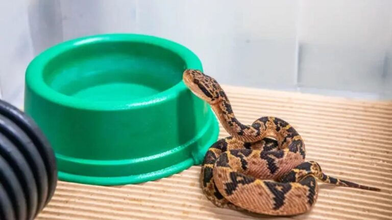 Serpente em risco de extinção dá à luz a seis filhotes