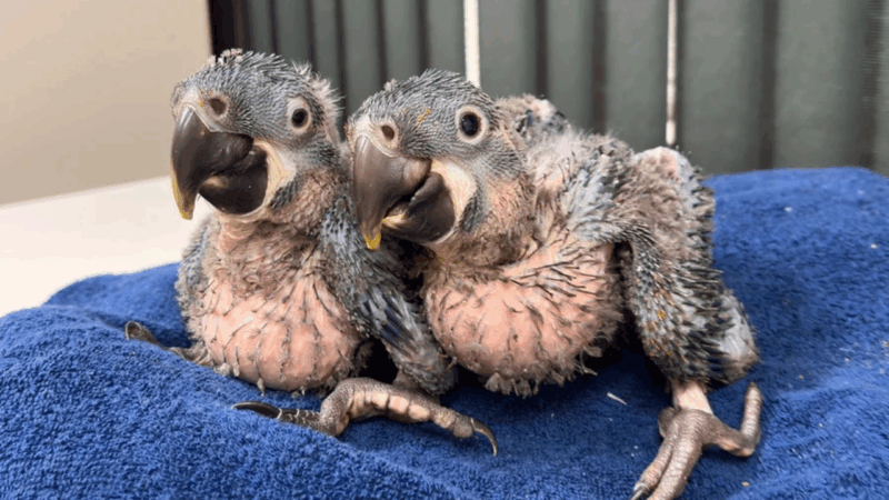 Zoológico de SP comemora nascimento raro de araras azuis
