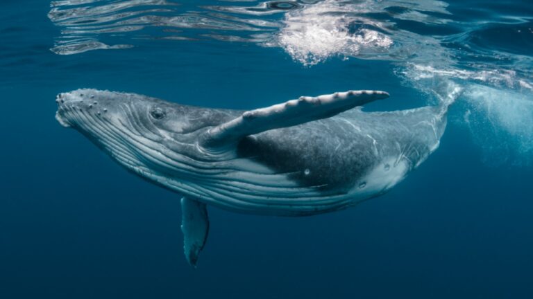 Baleia-jubarte quebra recorde e percorre 15 mil km da Bahia à Austrália