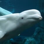 Resgate de última hora salva 30 baleias-beluga de parque fechado desde 2024