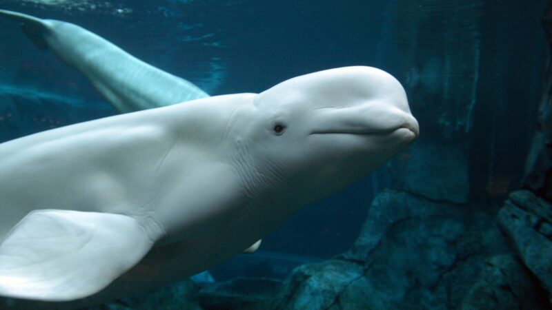 Belugas são capazes de se reconhecer no espelho, diz estudo