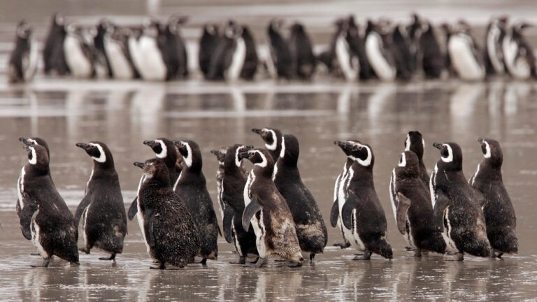 Pinguins ajudam cientistas a rastrear poluentes químicos tóxicos na Patagônia