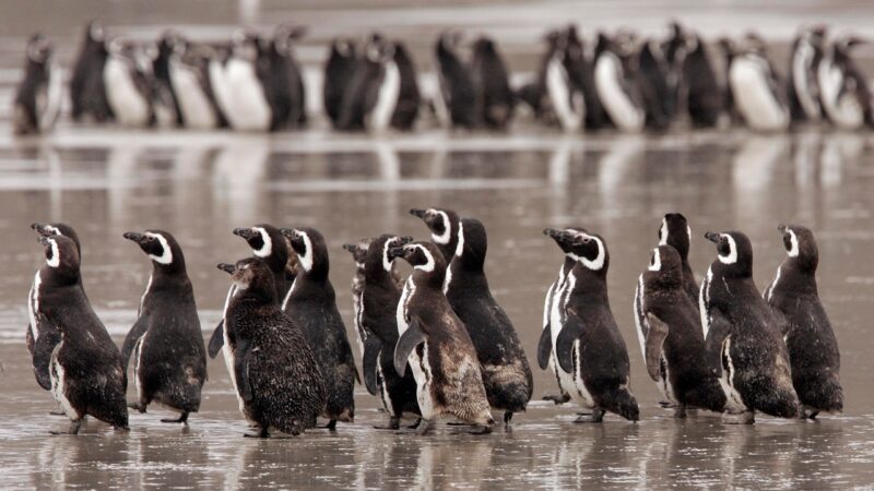 Pinguins ajudam cientistas a rastrear poluentes químicos tóxicos na Patagônia