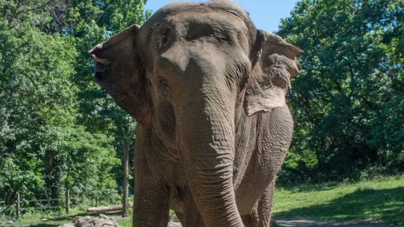 Morre aos 55 anos Happy: a elefante que tinha autoconsciência