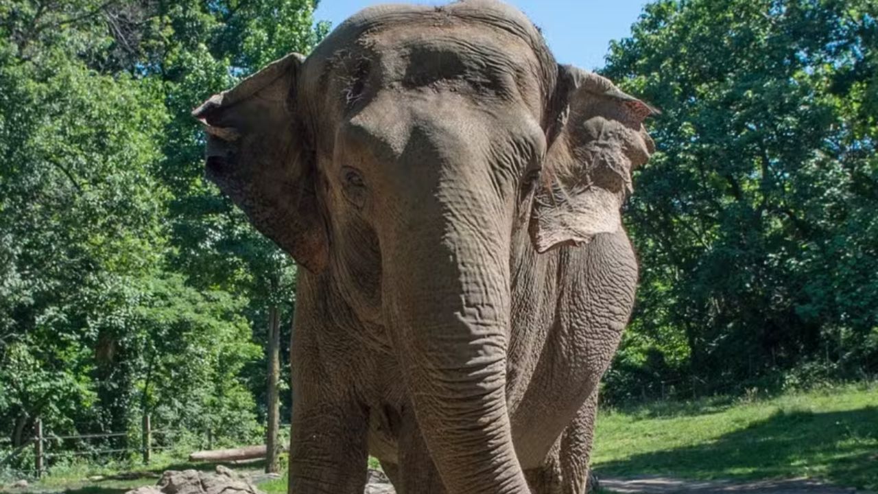 Foto da Happy, a elefante autoconsciente