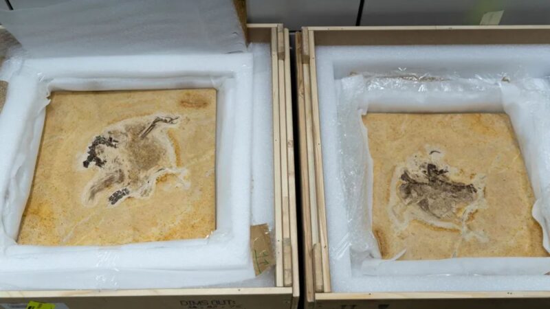 Fotografia de fósseis do dinossauro Fóssil do Ubirajara jubatus dividido entre duas placas de pedra Cariri
