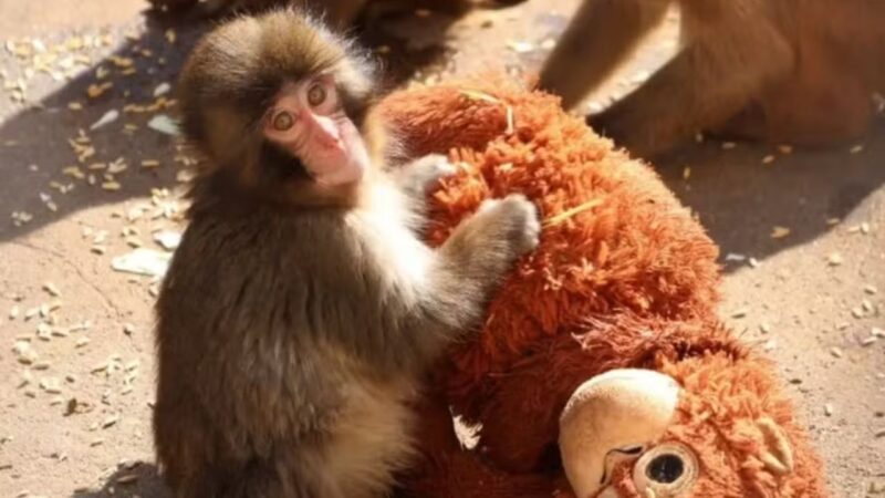 Japão prende turistas que se aproximaram do macaco Punch
