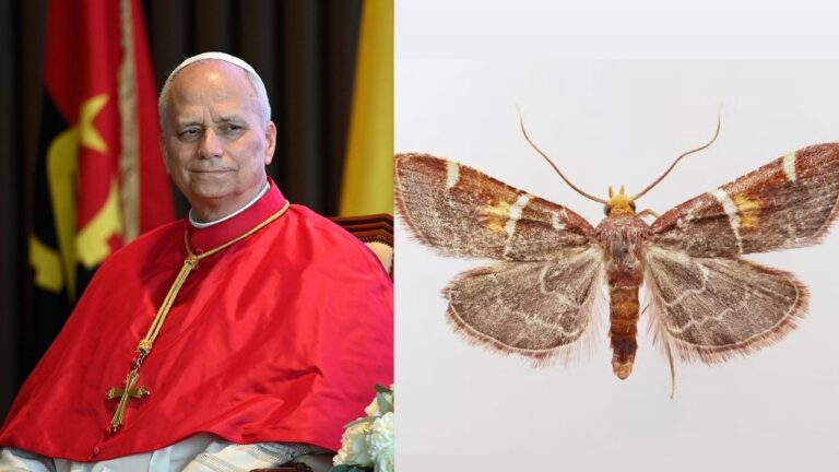 Mariposa é ‘batizada’ em homenagem ao Papa Leão XIV