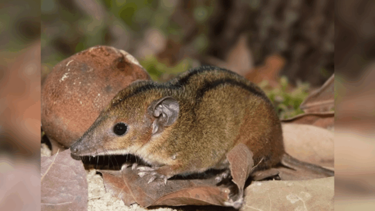 Raro marsupial é descoberto no Rio após milhões de anos