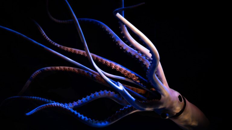 Cientistas captam sinais da presença de lula gigante na Austrália