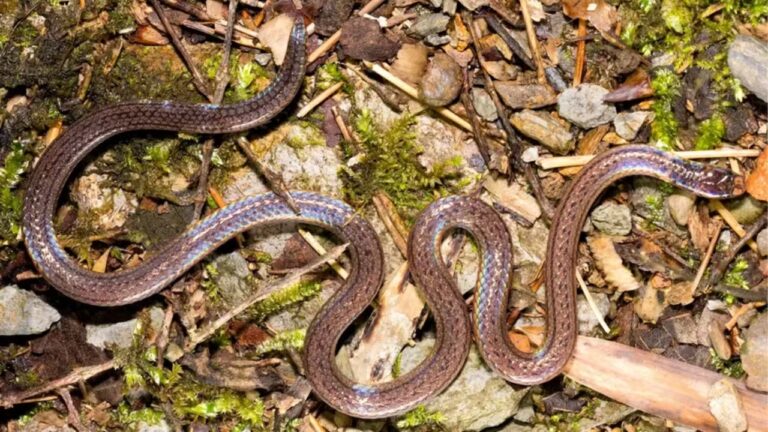 Nova espécie de cobra ‘de duas cabeças’ é descoberta na China