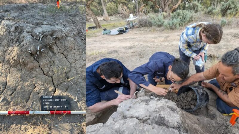 Enterro de dingo revela ritual ancestral aborígene na Austrália