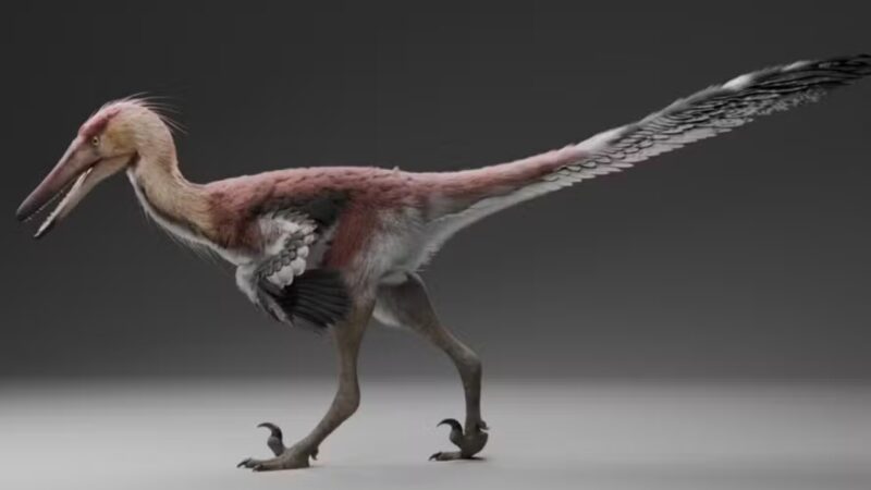 Dinossauro parecido com garça é descoberto na Argentina