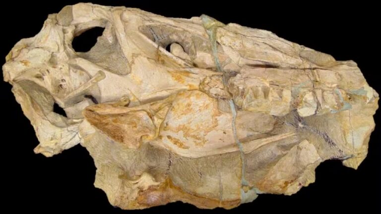 Irritator challengeri: fóssil de dinossauro contrabandeado retornará ao Brasil