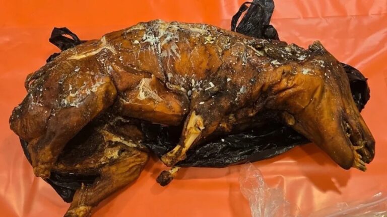 Porco inteiro cozido é encontrado em mala em aeroporto nos EUA