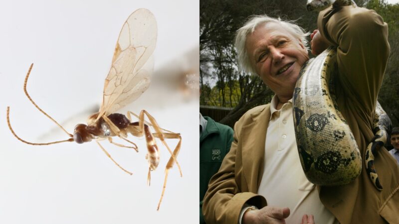 Nova espécie de vespa é nomeada em homenagem aos 100 anos de naturalista britânico