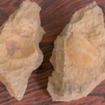 Estudo descobre animal anterior aos dinossauros no Paraná