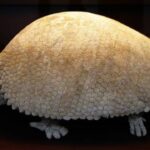5 animais pré-históricos mais inacreditáveis ​​da Terra primal