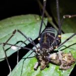 Inverteu o jogo? Aracnídeos estão caçando rãs nas florestas da América do Sul