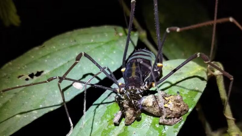 Fotografia de Aracnídeos que estão se alimentando de rãs